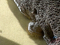 Virtual Date With Izzy On The Beach 1/3