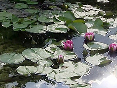 Lesbian Girls in Love