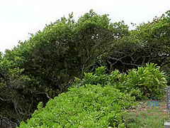 Virtual Vacation Hawaii With Kate England 1/9