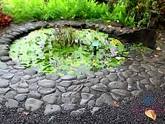 Virtual Vacation Hawaii With Lily Adams 6/11