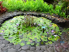 Virtual Vacation Hawaii With Lily Adams 6/11