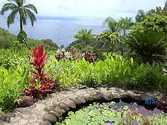 Virtual Vacation In Hawaii With Moka Mora Part 5