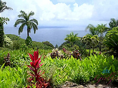 Virtual Vacation In Hawaii With Moka Mora Part 5