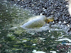 Virtual Vacation On Hawaii With Kenzie Kai Part 4