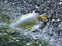 Virtual Vacation On Hawaii With Kenzie Kai Part 4