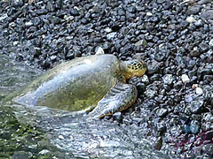 Virtual Vacation On Hawaii With Kenzie Kai Part 4