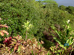 Virtual Vacation Hawaii With Zaya Casiddy 8/11