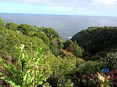 Virtual Vacation Hawaii With Zaya Casiddy 8/11