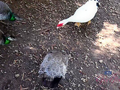 Virtual Vacation On Hawaii With Olivia Lua 3/9