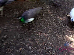 Virtual Vacation On Hawaii With Olivia Lua 3/9