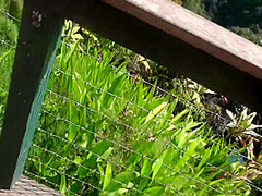 Virtual Vacation On Hawaii With Olivia Lua 3/9