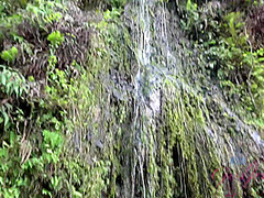 Virtual Vacation On Hawaii With Young And Nasty Dolly Leigh 6/11