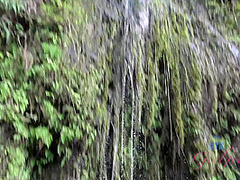 Virtual Vacation On Hawaii With Young And Nasty Dolly Leigh 6/11