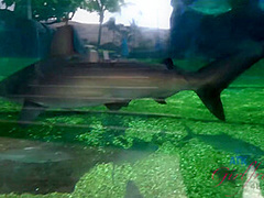 Virtual Vacation In Hawaii With Holly Hendrix Part 4