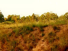 Risky Outdoor Sex! Horny Couple Fucking At The Public Park