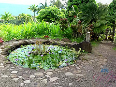 Virtual Vacation Hawaii With Scarlett Sage 5/6