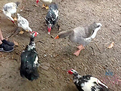 Virtual Vacation Hawaii With Scarlett Sage 5/6