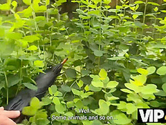 VIP4K. Hunt Down the Pussy