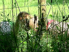 Old Dudes Love To Fuck Outdoor Hairy Chicks - Dvd