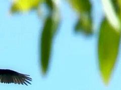 The Hiking Game With Johnny Sins, Audrey Bitoni - Brazzers