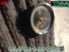 498DDH-156 Japanese Amateur