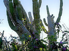 Desert Heat - PlayboyPlus