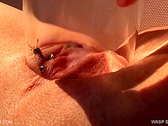Queensect Wasp Experiment 3