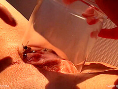 Queensect Wasp Experiment 3
