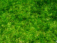 Suck On My Footballs With Johnny Sins, Kayla Paige, Capri Cavanni - Brazzers