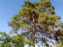 Cum Kiss! Prostate Massage During Blowjob (eng Sub)