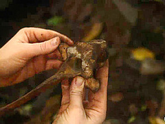 'the Dig': A Bdsm Abduction Horror Feature Film - Kink