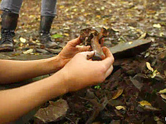 'the Dig': A Bdsm Abduction Horror Feature Film - Kink