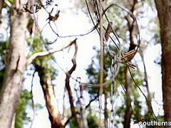 3 Aussies have Real Intense Orgasm at SouthernSins